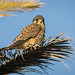Cernicalo vulgar (Falco tinnunculus canariensis)♂