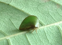 57 Archasia belfragei (Treehopper)
