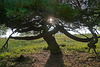 Eine knorrige alte Kiefer - A gnarled old pine tree