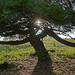 Eine knorrige alte Kiefer - A gnarled old pine tree