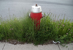 Borne-fontaine envahie / Overgrown fire hydrant
