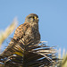 Cernicalo vulgar (Falco tinnunculus canariensis)♂