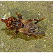 Conopid Fly IMG_0644