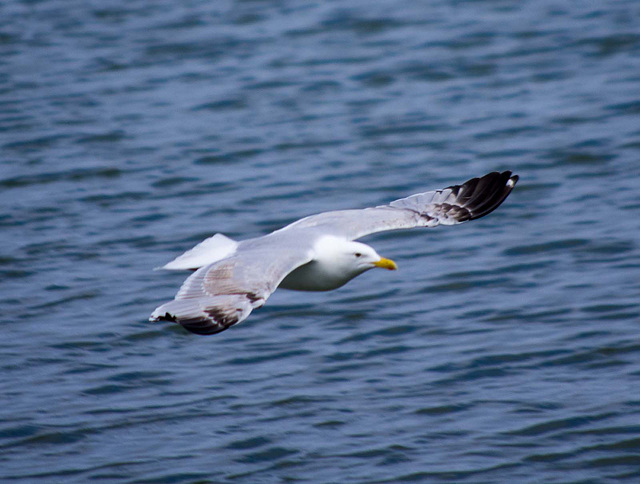 Seagull May set (61)