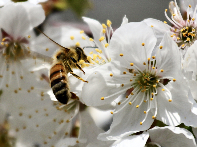 Biene beim Sammeln