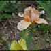 Iris abricot (3)