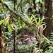 Upside Down – Rainforest Adventures Costa Rica Atlantic, Guápiles, Limón Province, Costa Rica