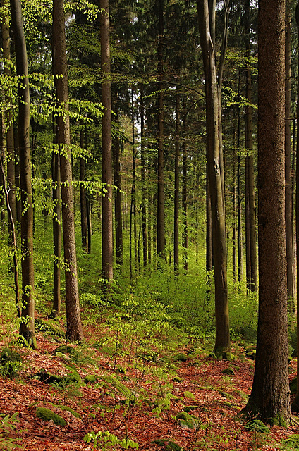 Tännesberger Wald
