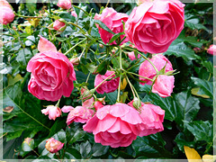 Roses de Novembre au jardin Anglais à Dinan