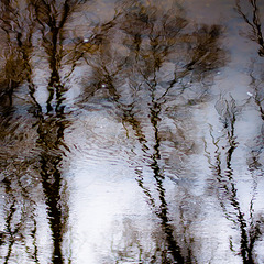Trees In Water 165