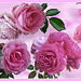 Rosas sobre un mar rosa