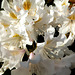 Weisser Rhododendron.  ©UdoSm