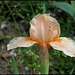 Iris abricot (4)