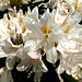 Rhododendron.  ©UdoSm