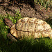 Leopard Tortoise / Stigmochelys pardalis