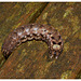 Caterpillar IMG_0709