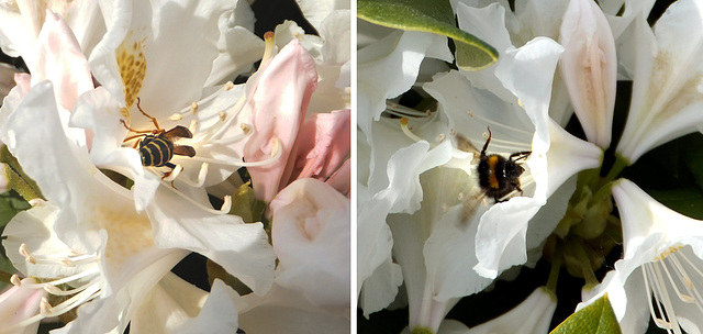 Die Beiden sind eingekehrt an der Nektarbar beim Rhododendron.  ©UdoSm