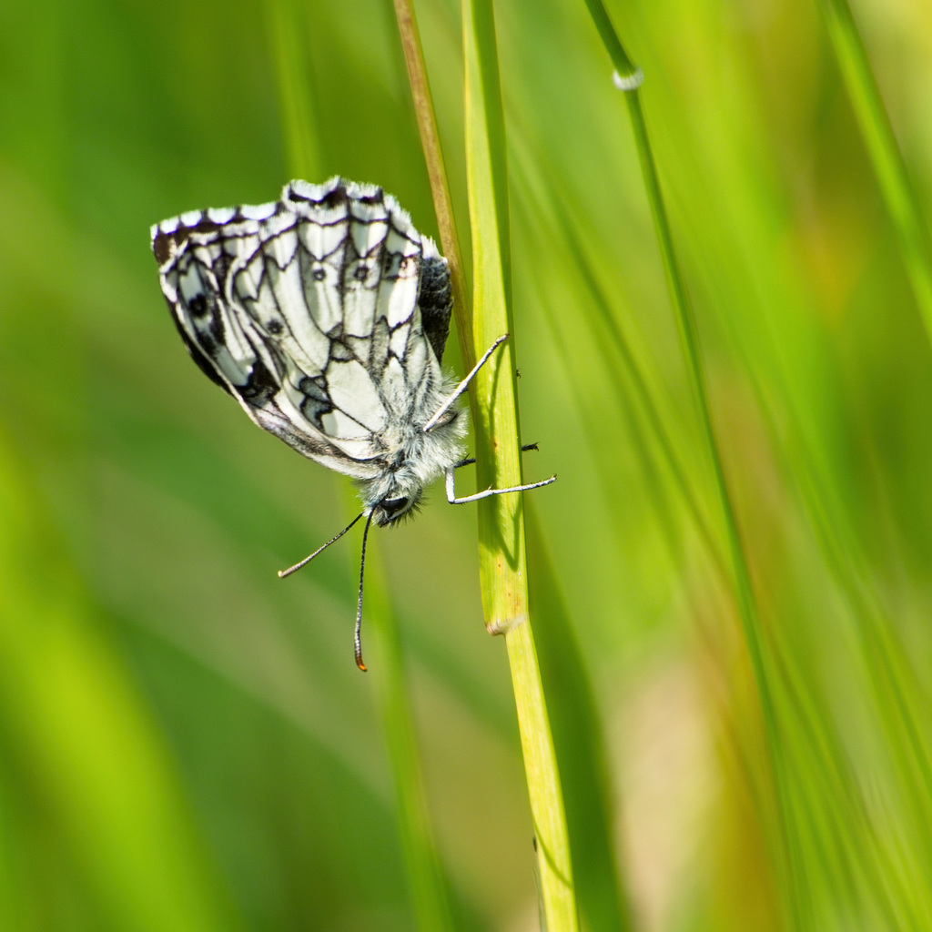 Marbled White Butterfly (2xPiPs)