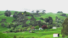 Waikato Farmland