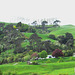 Waikato Farmland
