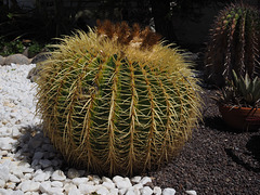 Cactus (minus flower minus Ingrid)