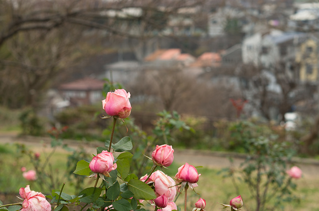 Roses on the hill