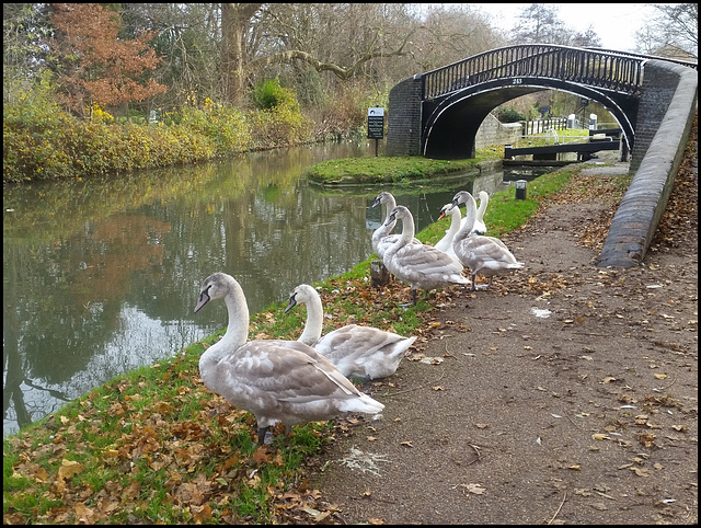Swan Family at Isis Bridge