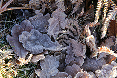 Frosted oak leaves