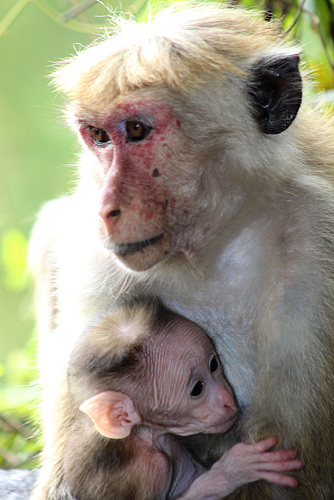 Mother and Baby on our Balcony