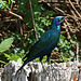 Blue eared glossy starling (Explored)