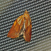 Moth IMG_0964