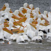 White Pelican Flock
