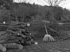 Twigs, logs and a rake