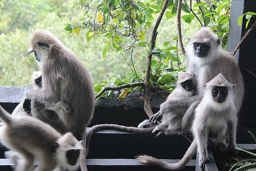 More Monkey Visitors