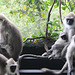 More Monkey Visitors