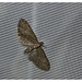 Moth IMG_0529