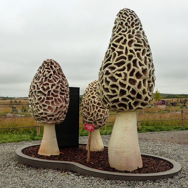 Morel mushroom family
