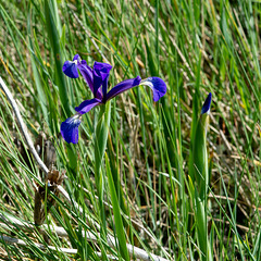 Iris spuria subspec. maritima