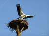 Mating Storks... 3