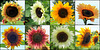 These sunflowers are all on one field.