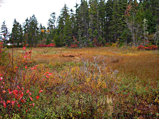 Autumn Marsh near Rays Point Road