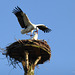 Mating Storks... 2