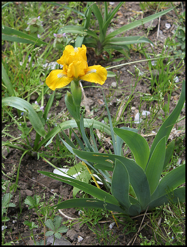 Iris Cache of Gold (1) Iris Cache of Gold (1)