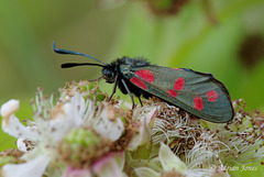 Zygaena filipendulae (Six Spot Burnet Moth).