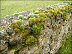 moss on a stone wall