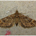 Moth IMG_0690