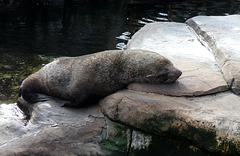 South American Fur Seal