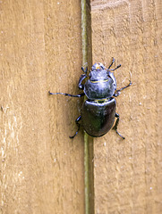 Female Stag Beetle for HFF