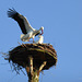 Mating Storks... 1