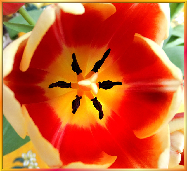 Tulips glow... ©UdoSm